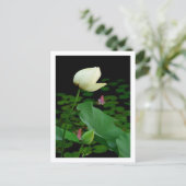 Lotus Waterlelie Knop Briefkaart (Staand voorkant)