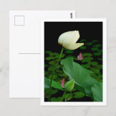 Lotus Waterlelie Knop Briefkaart (Voorkant / Achterkant)