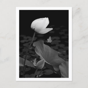 Lotus Waterlelieknop Briefkaart