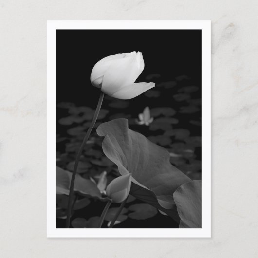 Lotus Waterlelieknop Briefkaart (Voorkant)