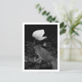 Lotus Waterlelieknop Briefkaart (Staand voorkant)