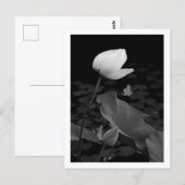 Lotus Waterlelieknop Briefkaart (Voorkant / Achterkant)