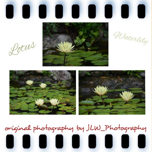 Lotus Waterlily Pastel Geel Groen Bloemen Wijnglas Zonder Voet