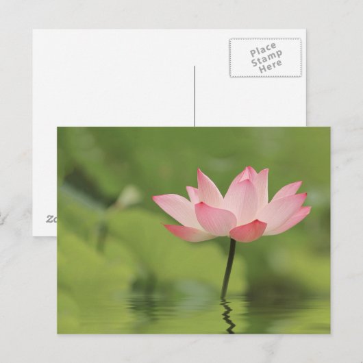 Lotus Zen Briefkaart (Voorkant / Achterkant)