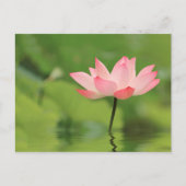 Lotus Zen Briefkaart (Voorkant)