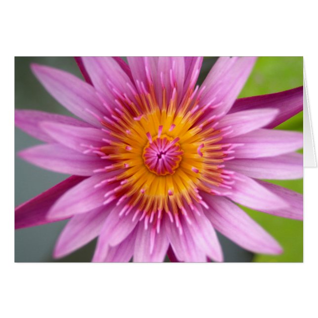 lotusbloem (Voorkant Horizontaal)