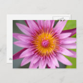 lotusbloem briefkaart (Voorkant / Achterkant)