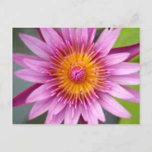 lotusbloem briefkaart