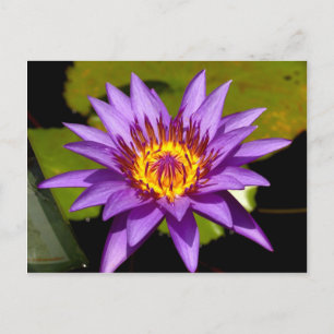 lotusbloem briefkaart