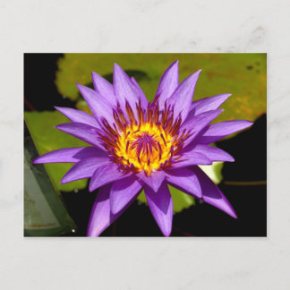 lotusbloem briefkaart