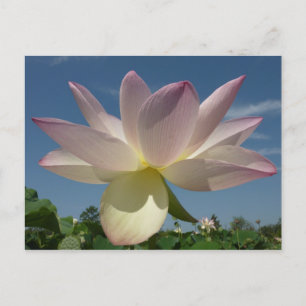 Lotusbloem en blauwe lucht II Briefkaart