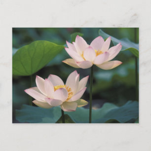 Lotusbloem in bloei, China Briefkaart
