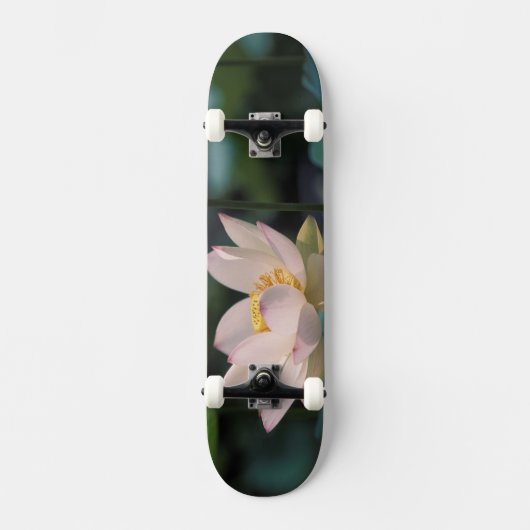 Lotusbloem in bloei, China Skateboard (Voorkant)