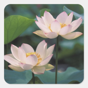 Lotusbloem in bloei, China Vierkante Sticker