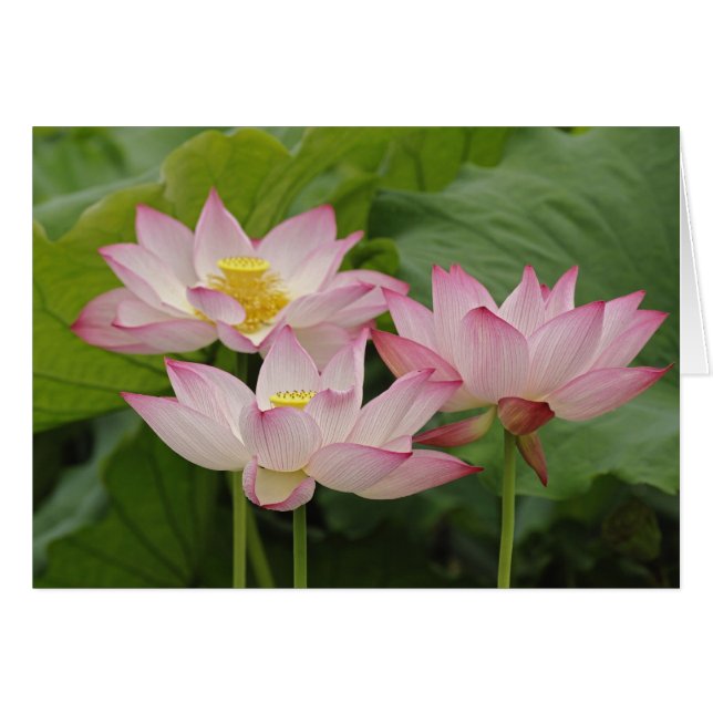 Lotusbloem, Nelumbo nucifera, China 2 (Voorkant Horizontaal)