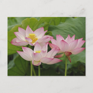 Lotusbloem, Nelumbo nucifera, China 2 Briefkaart