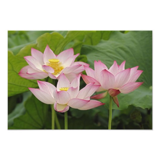 Lotusbloem, Nelumbo nucifera, China 2 Foto Afdruk (Voorkant)