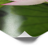 Lotusbloem, Nelumbo nucifera, China 2 Foto Afdruk (Hoek)