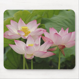 Lotusbloem, Nelumbo nucifera, China 2 Muismat