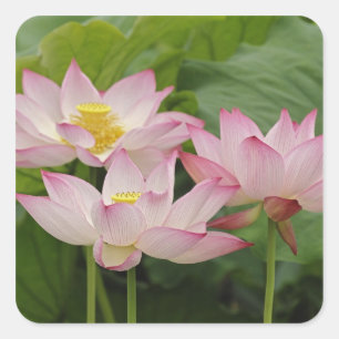 Lotusbloem, Nelumbo nucifera, China 2 Vierkante Sticker