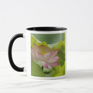 Lotusbloem, Nelumbo nucifera, China Mok