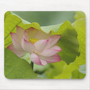 Lotusbloem, Nelumbo nucifera, China Muismat