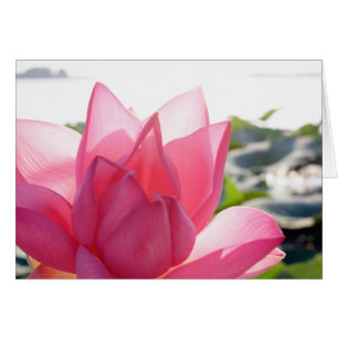 Lotusbloem [Nelumbo speciosum] in volle bloei
