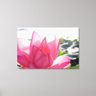 Lotusbloem [Nelumbo speciosum] in volle bloei Canvas Afdruk