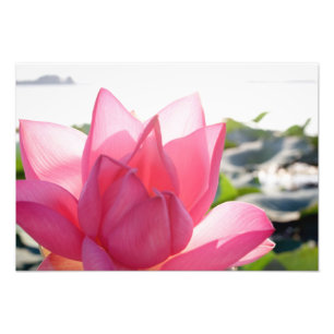 Lotusbloem [Nelumbo speciosum] in volle bloei Foto Afdruk