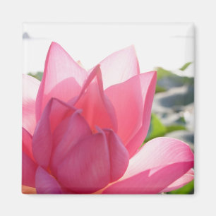 Lotusbloem [Nelumbo speciosum] in volle bloei Magneet