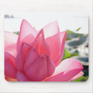 Lotusbloem [Nelumbo speciosum] in volle bloei Muismat