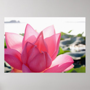 Lotusbloem [Nelumbo speciosum] in volle bloei Poster