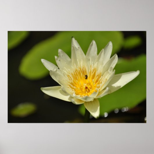 Lotusbloem (Waterlelie) Poster (Voorkant)