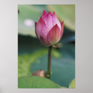 Lotusbloemknop, Hangzhou, provincie Zhejiang, Poster