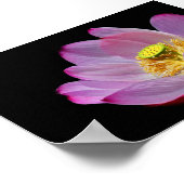 Lotusblume Poster (Hoek)