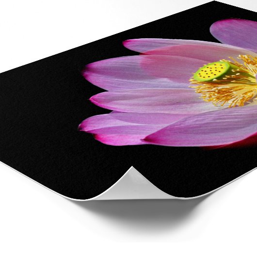 Lotusblume Poster (Hoek)