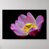 Lotusblume Poster (Voorkant)