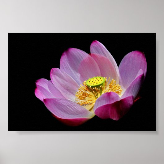 Lotusblume Poster (Voorkant)