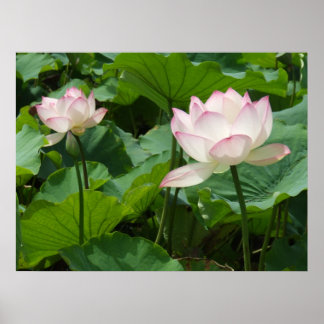 Lotuses Poster