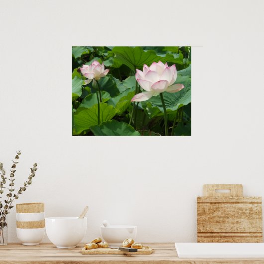 Lotuses Poster (Keuken)