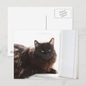 Louie Briefkaart (Voorkant / Achterkant)