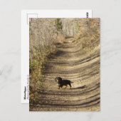 Louie de Dachshund loopt in de herfst Briefkaart (Voorkant / Achterkant)