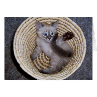 Louie Kitten Basket Antics