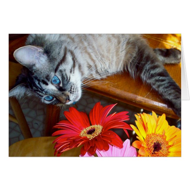 Louie's Bloerblaasjes (Voorkant Horizontaal)