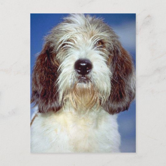 Louis,""" Petit Basset Griffon de Vendeen Briefkaart (Voorkant)