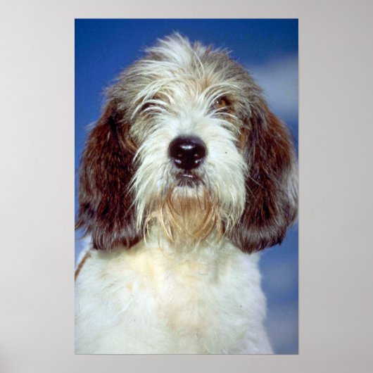 Louis,""" Petit Basset Griffon de Vendeen Poster (Voorkant)
