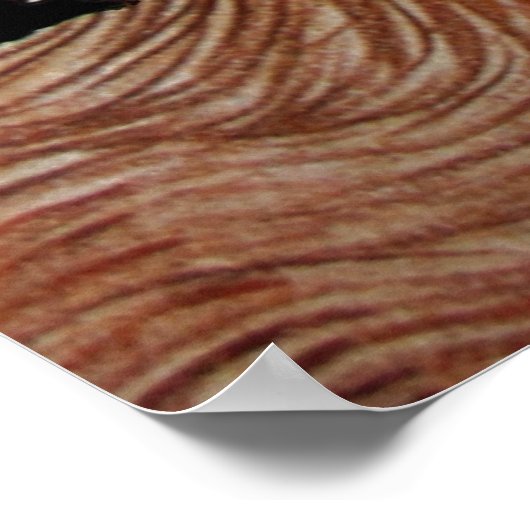  Louis Wain Magic Cats Art Poster (Hoek)