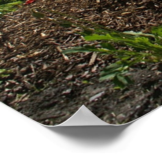 Louise Poster (Hoek)