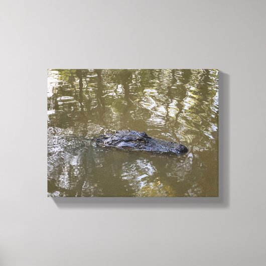 Louisiana-alligator Canvas Afdruk (Voorkant)