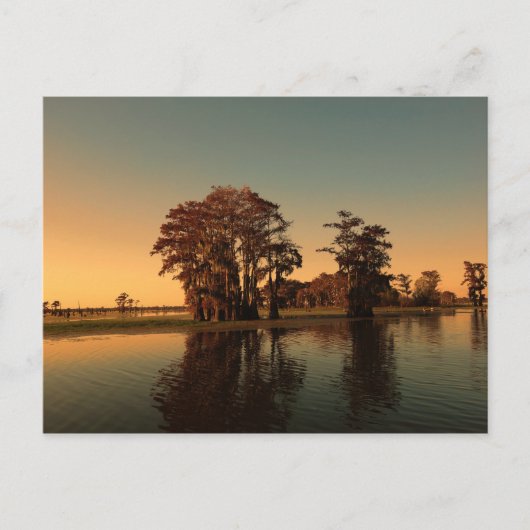 Louisiana bayou en cypress-bomen bij zonlicht briefkaart (Voorkant)